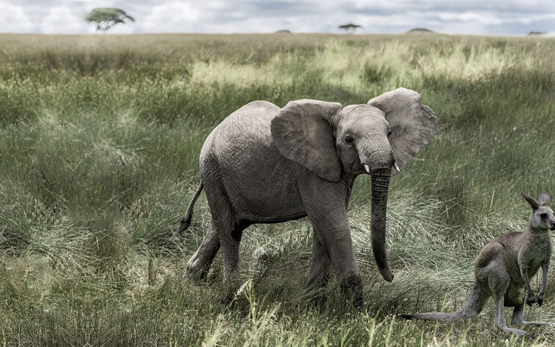 Elephants and Kangaroos ERP vs. Best of Breed Demand Planning