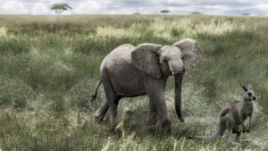 Elephants and Kangaroos ERP vs. Best of Breed Demand Planning